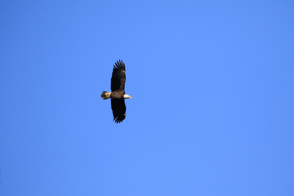 Bald Eagle - ML646309817