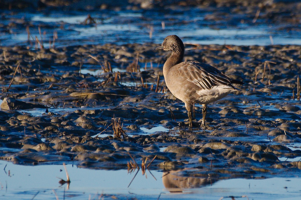 Snow Goose - ML646309818
