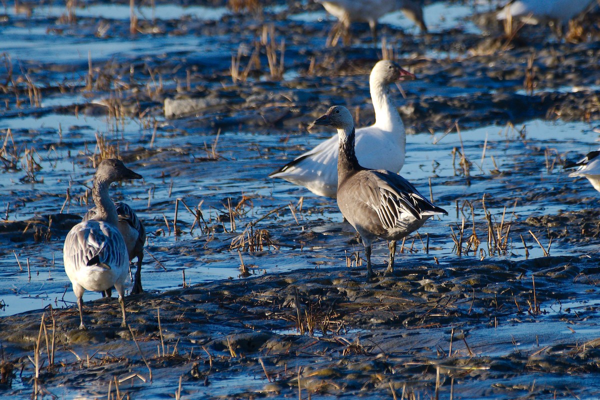 Snow Goose - ML646309819