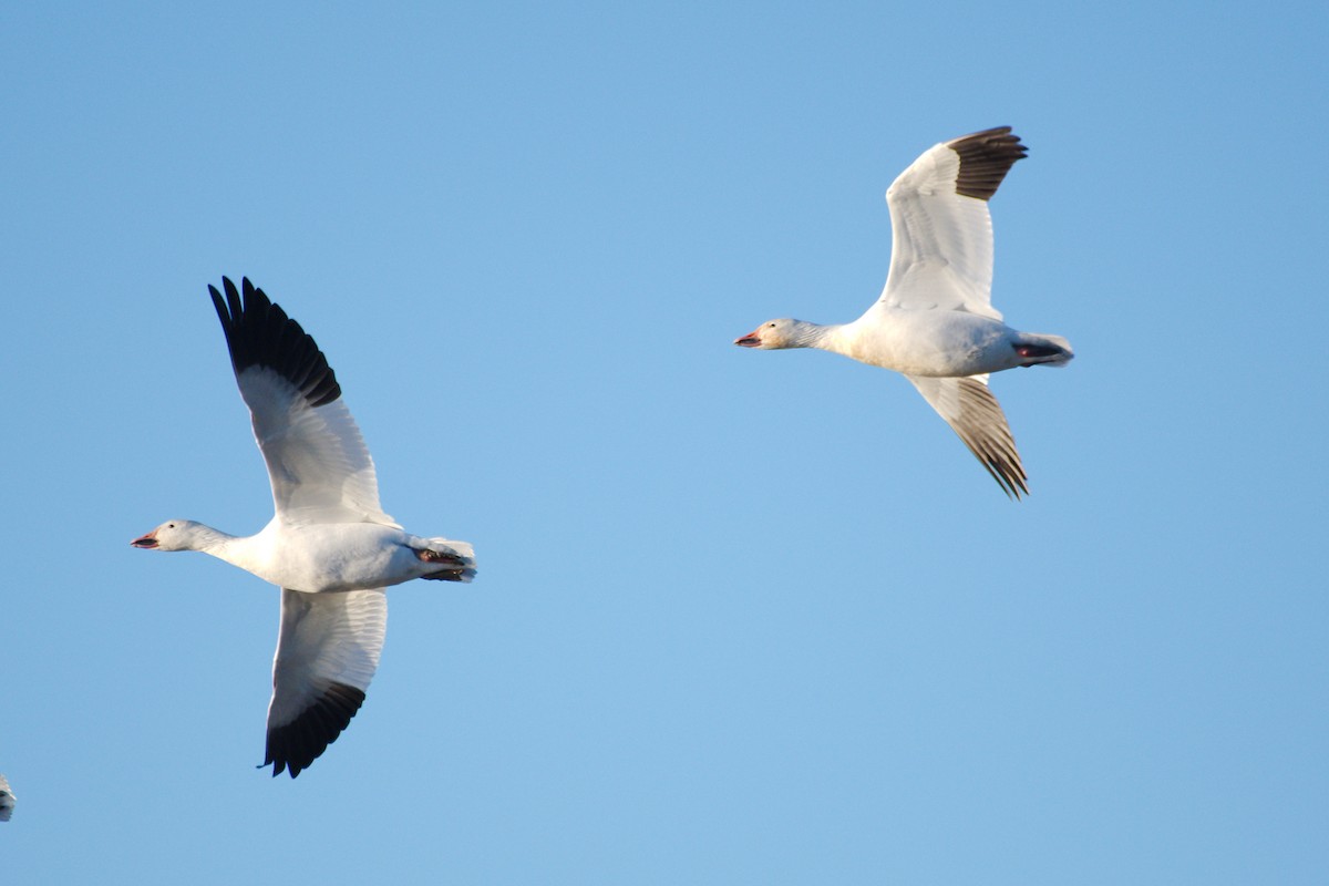 Snow Goose - ML646309820