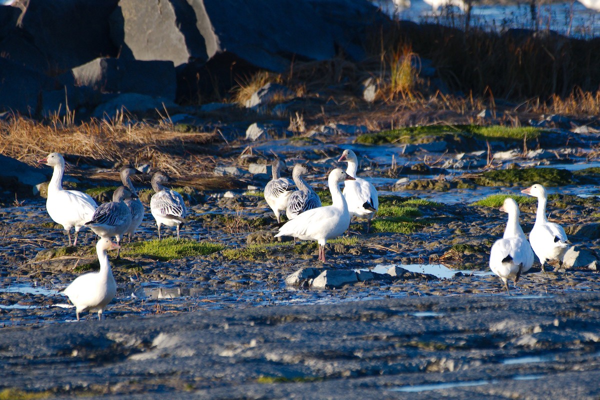 Snow Goose - ML646309821