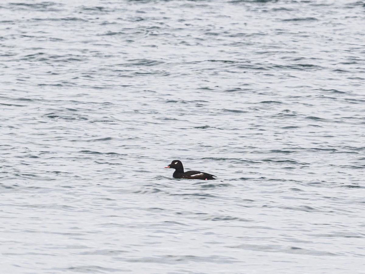 White-winged Scoter - ML646309823