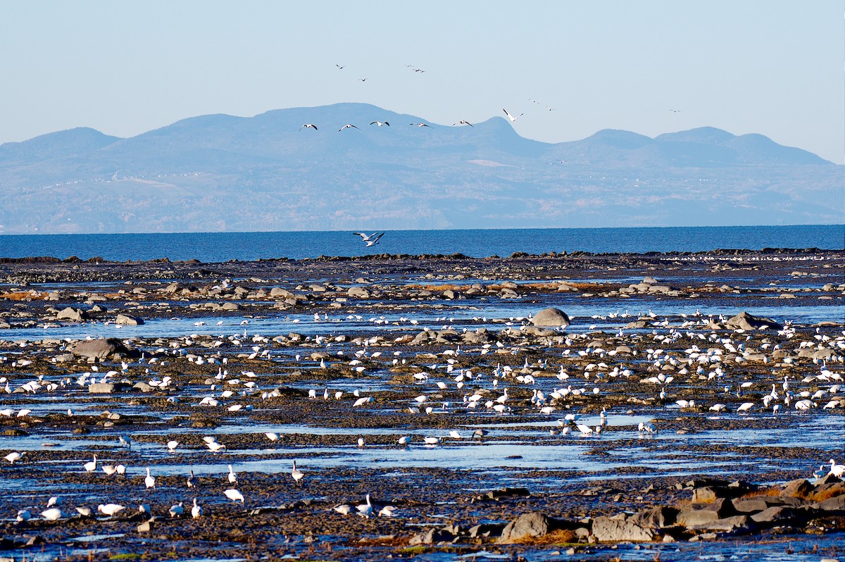 Snow Goose - ML646309824