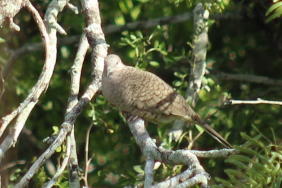 Inca Dove - ML646309836