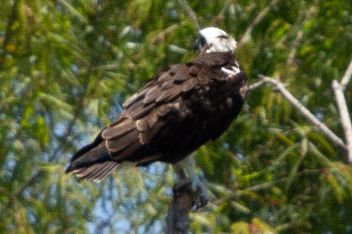 Fischadler - ML646309844