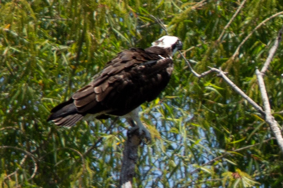 Fischadler - ML646309845