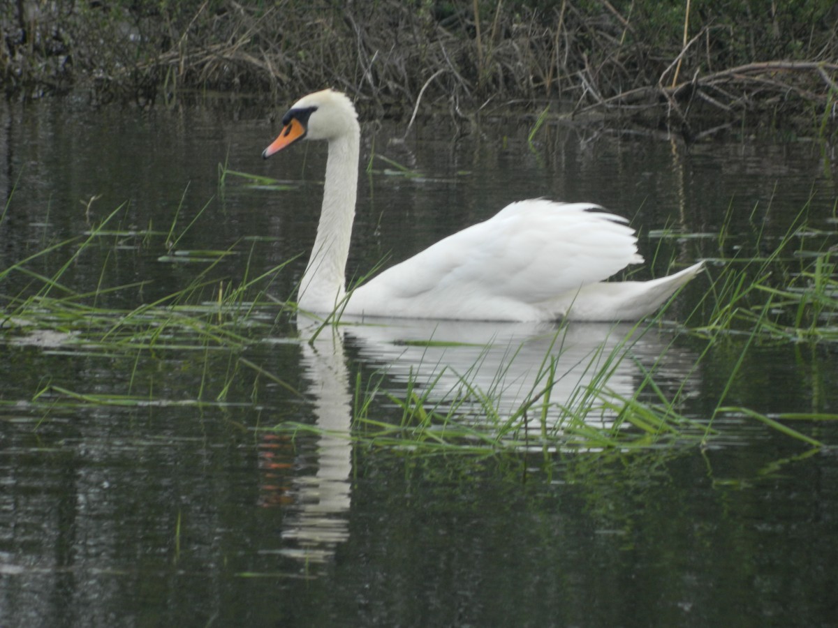 Höckerschwan - ML646309846