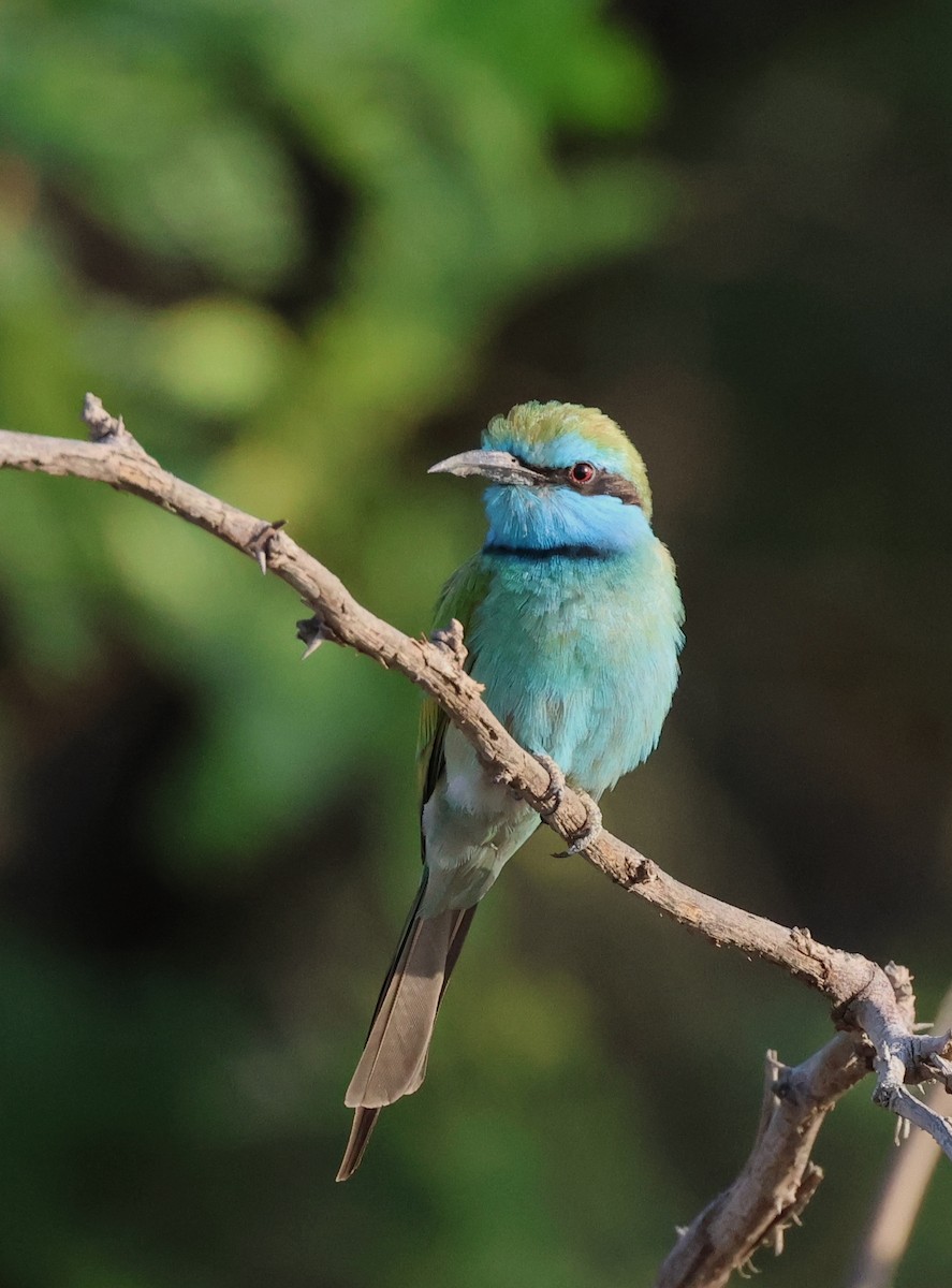 Blaukehl-Smaragdspint - ML646309847