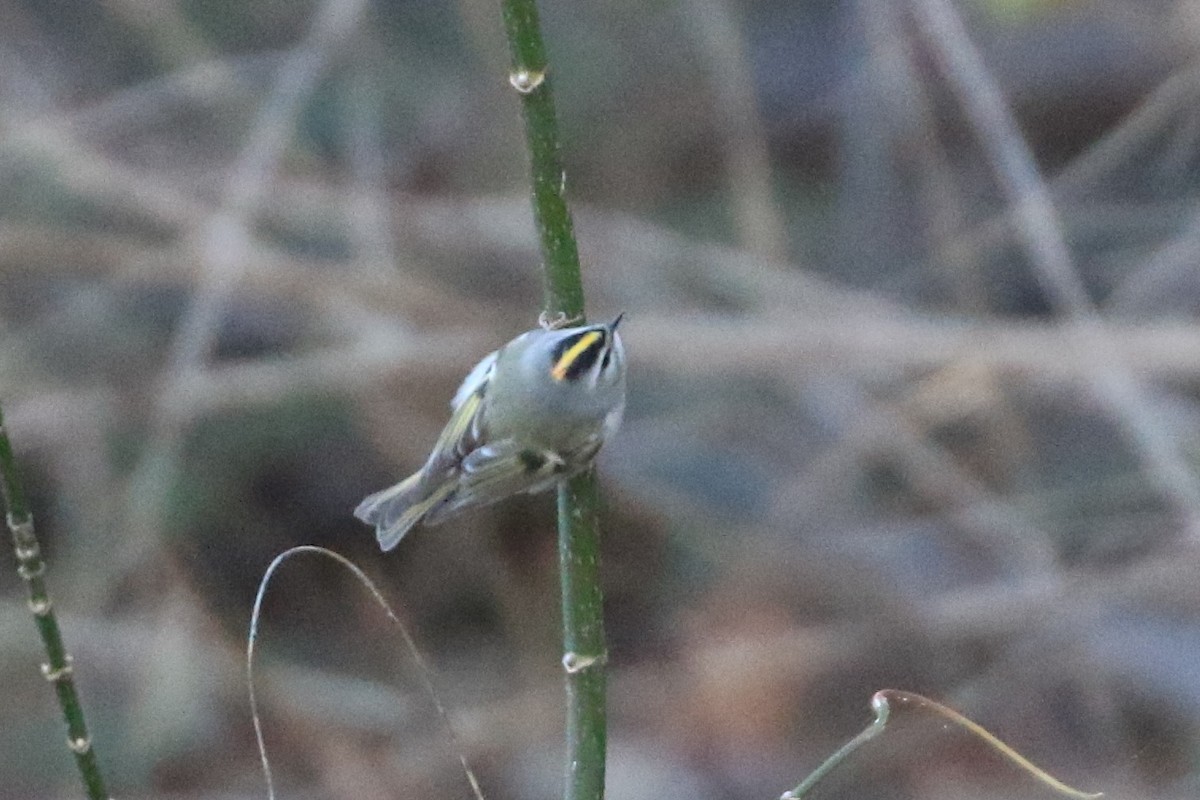 Indianergoldhähnchen - ML646309848