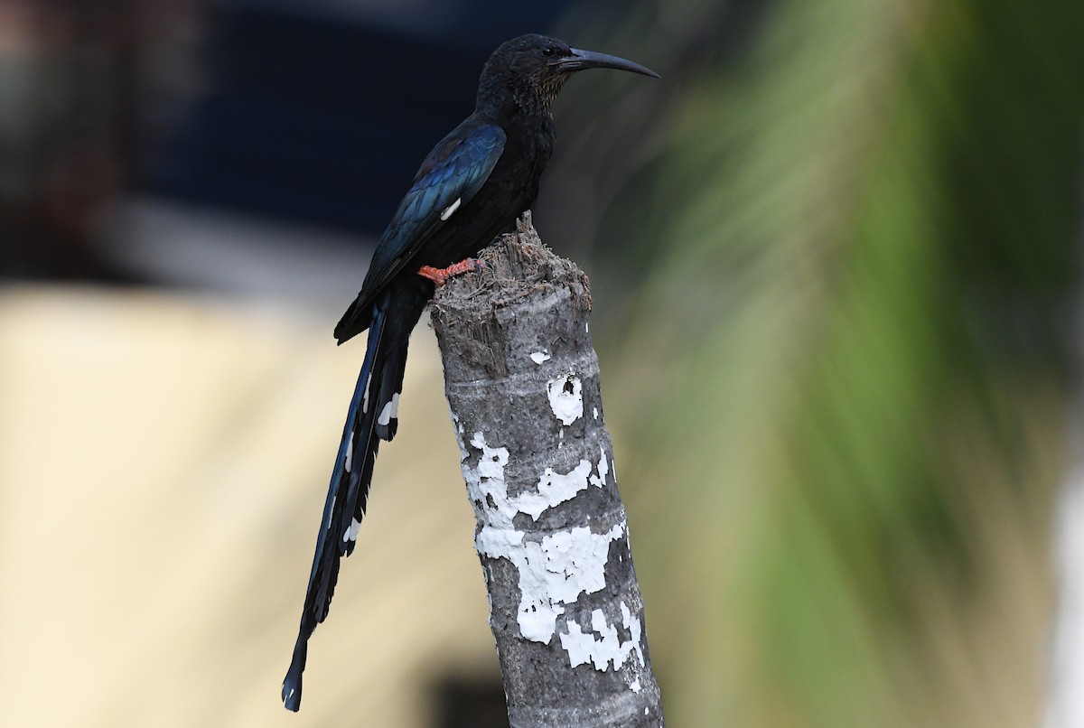 Grünbaumhopf - ML646309850