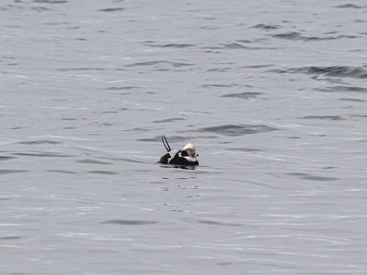 Eisente - ML646309851