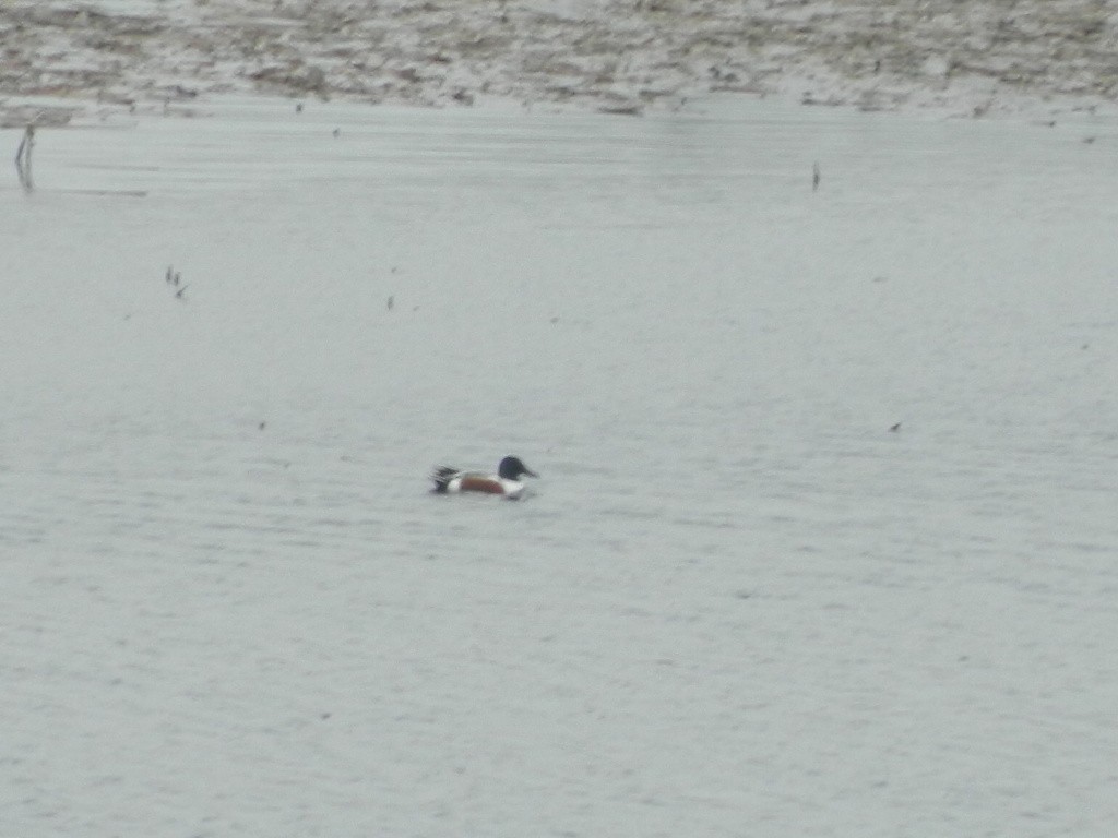 Löffelente - ML646309852