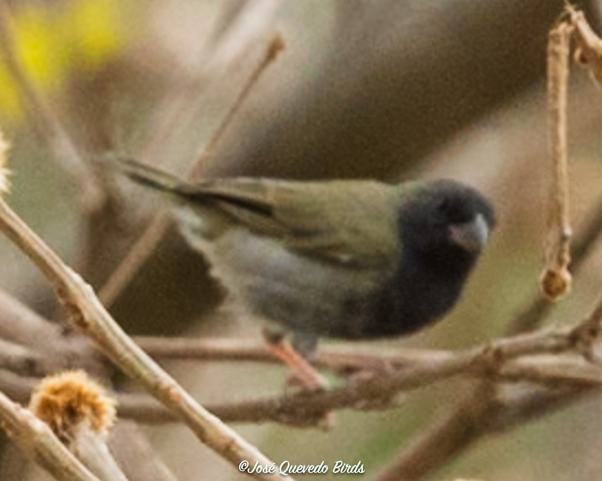 Jamaikagimpeltangare - ML646309853