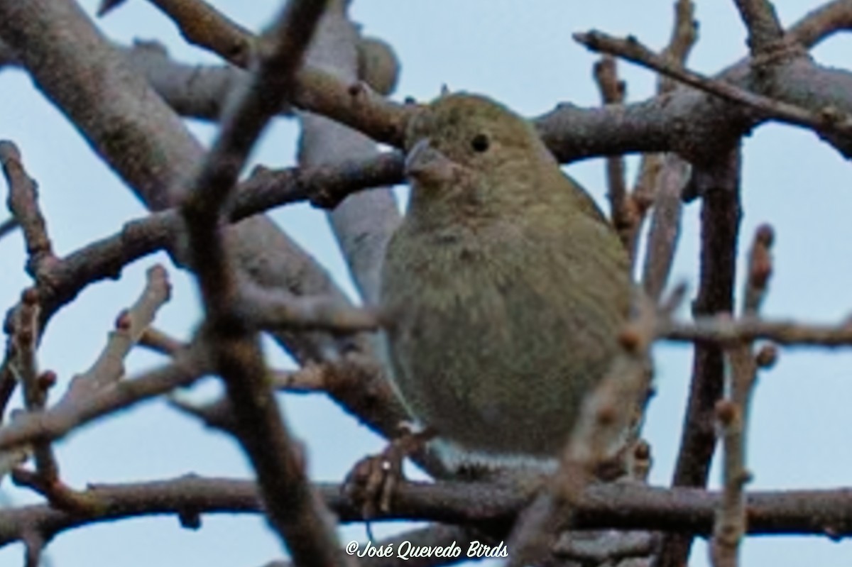 Jamaikagimpeltangare - ML646309854