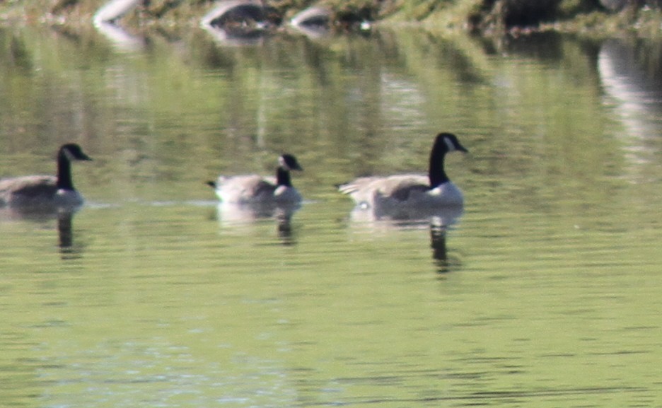 Казарка мала - ML646309855