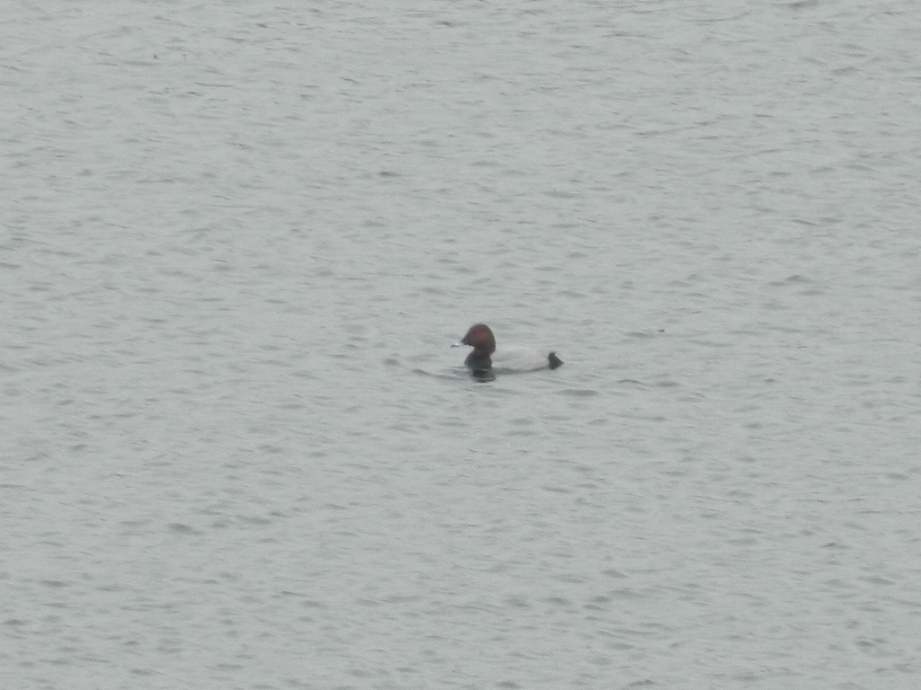 Tafelente - ML646309856