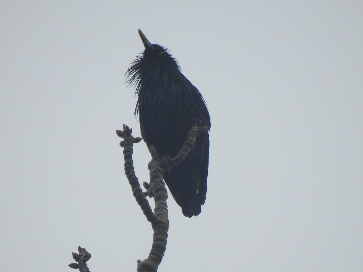 Einfarbstar - ML646309857