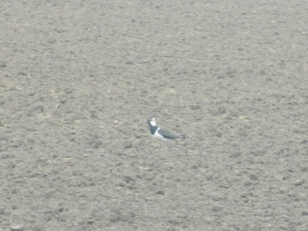 Kiebitz - ML646309858