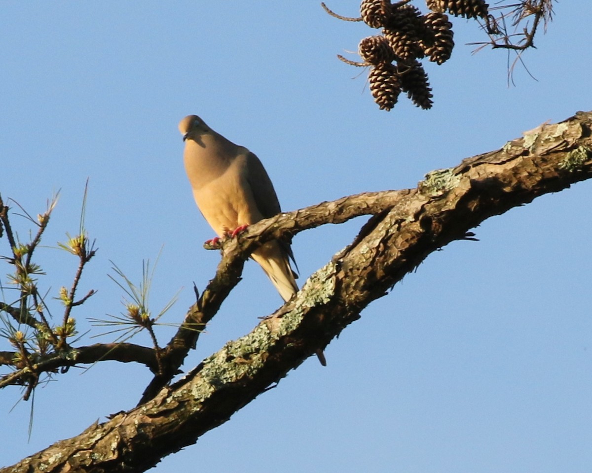 Carolinataube - ML646309859