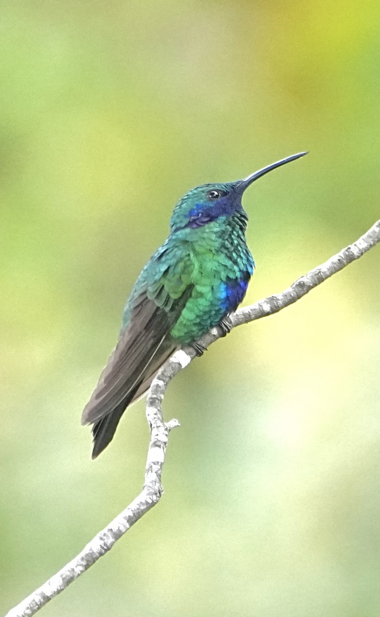 Glanz-Veilchenohrkolibri - ML646309861