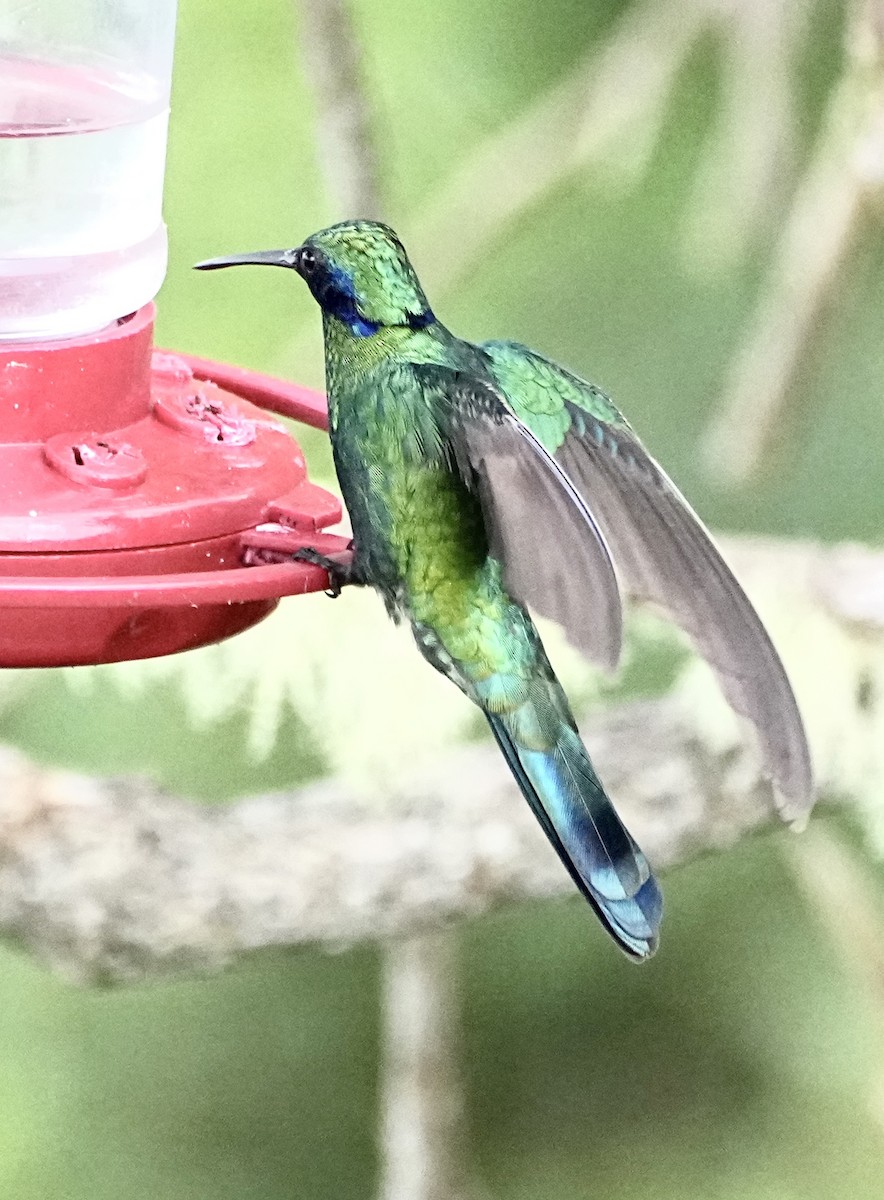 Glanz-Veilchenohrkolibri - ML646309862