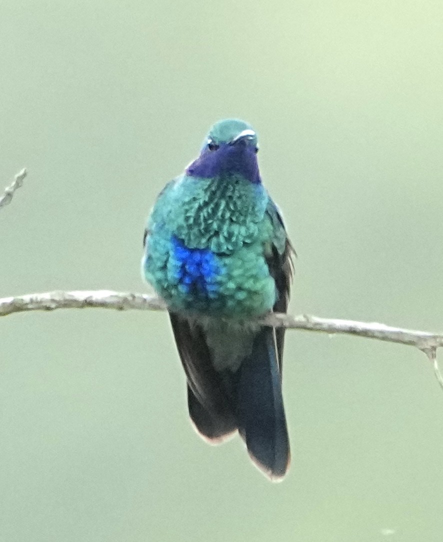 Glanz-Veilchenohrkolibri - ML646309863