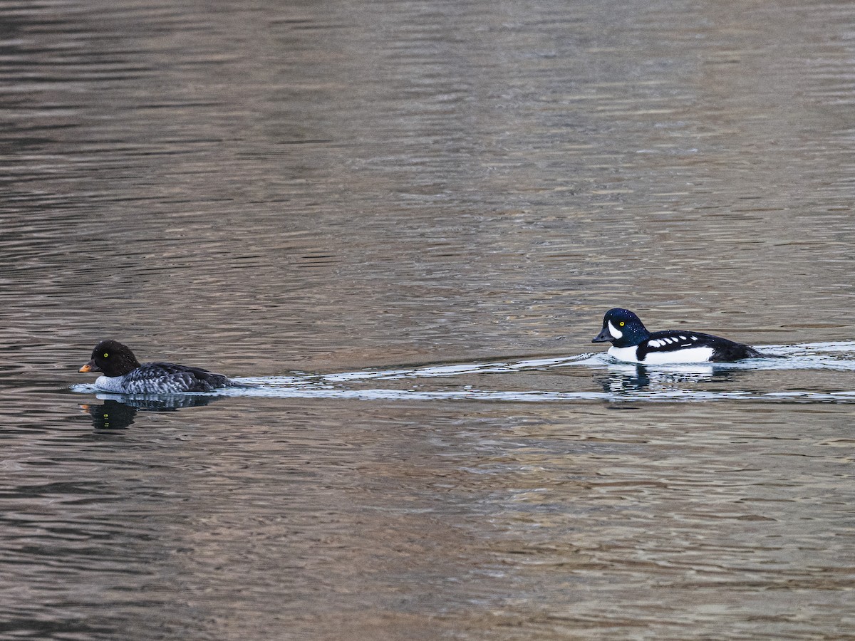 Spatelente - ML646309864