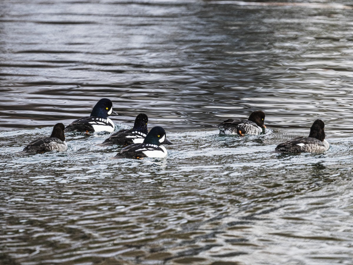 Spatelente - ML646309865