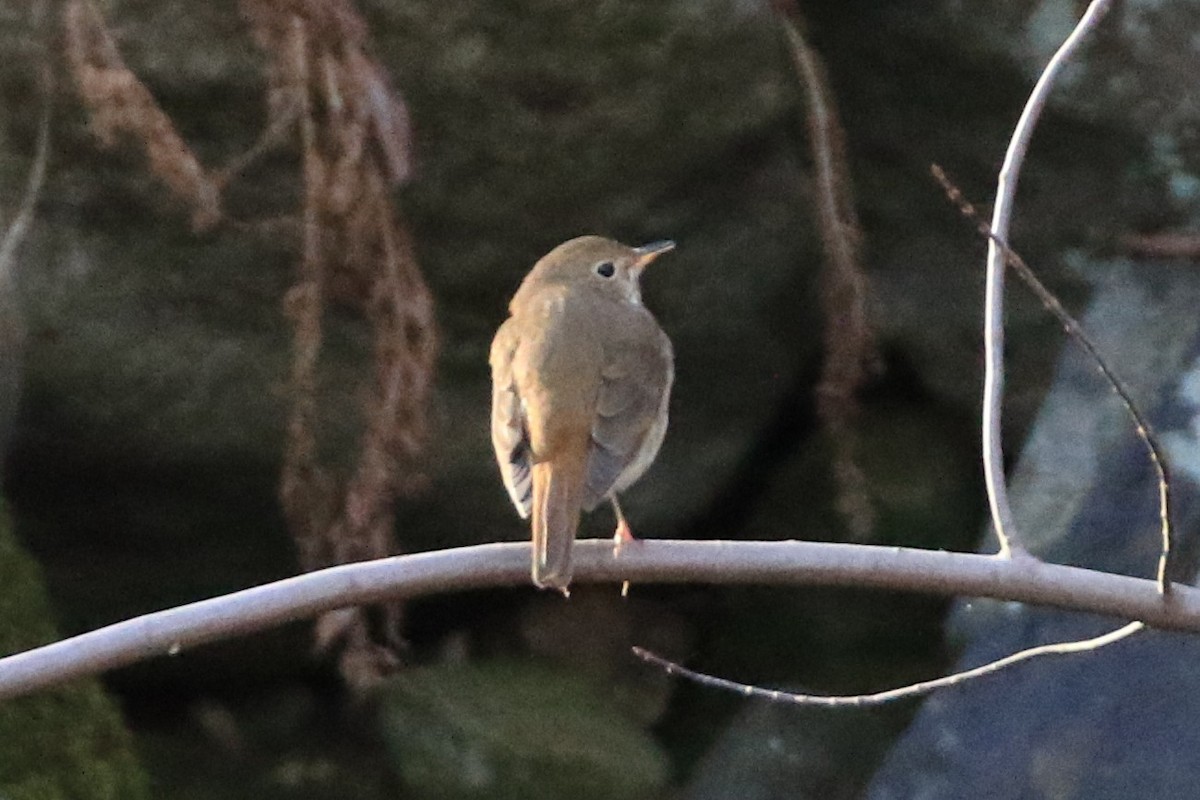 Einsiedler-Musendrossel - ML646309866