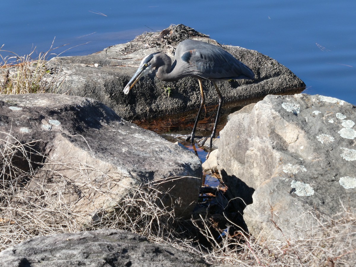 Kanadareiher - ML646309871