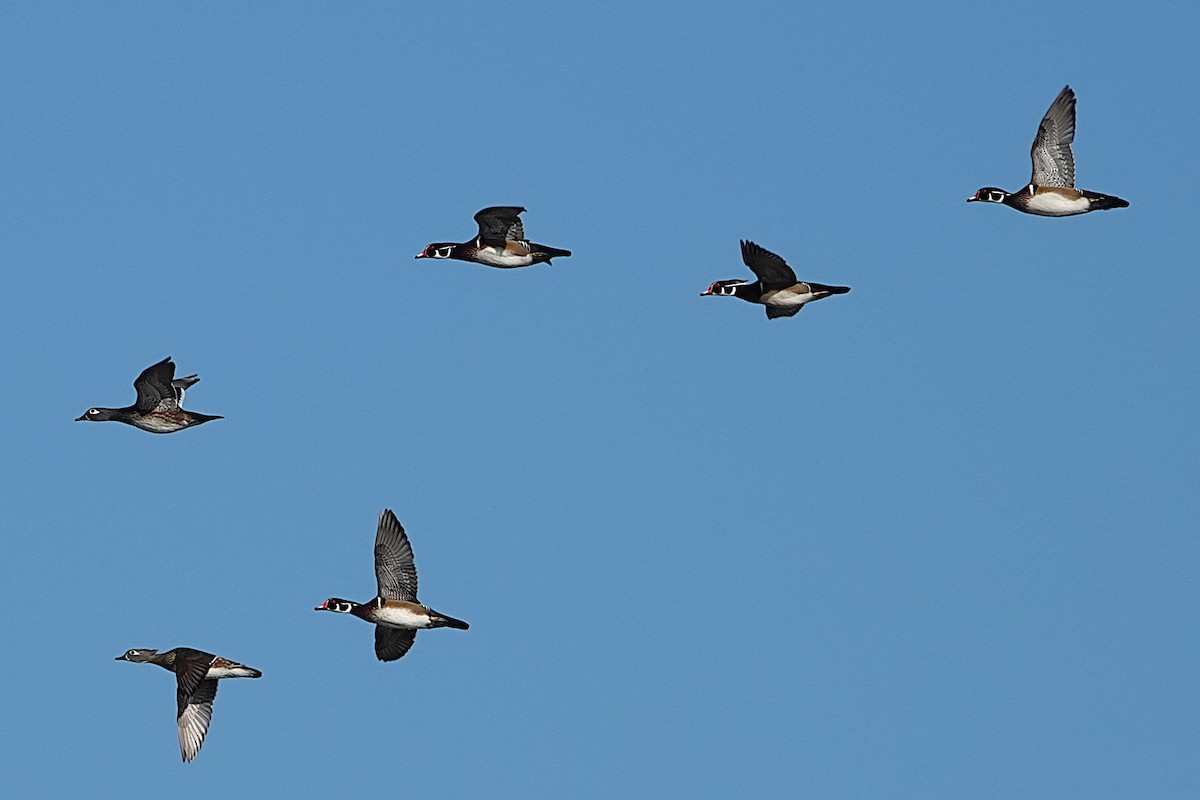 Brautente - ML646309873