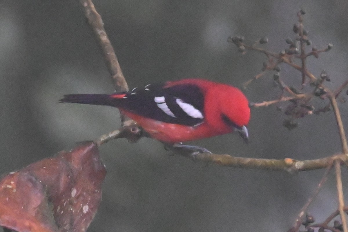 Weißbindenkardinal - ML646309875