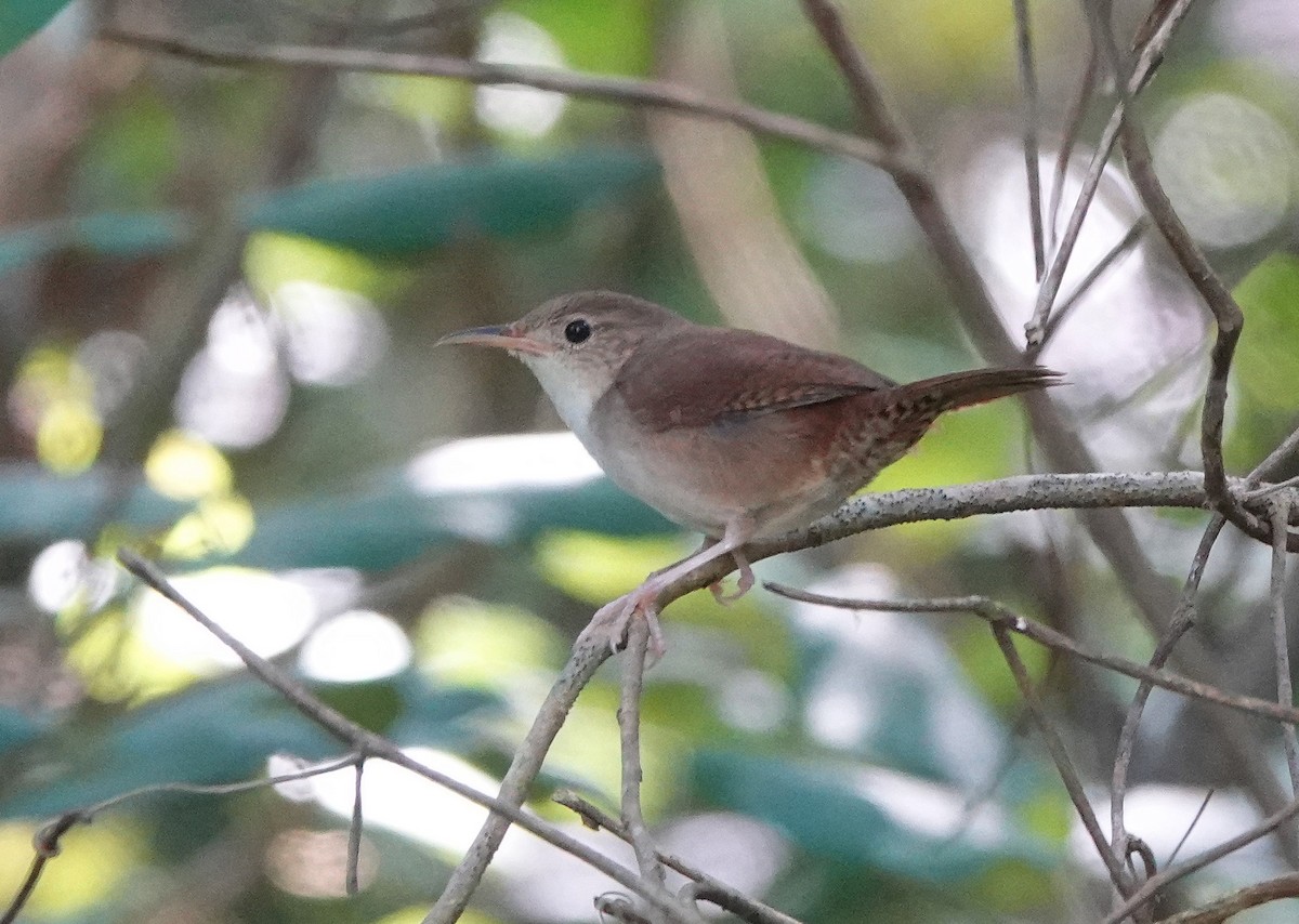 Cozumelzaunkönig - ML646309879