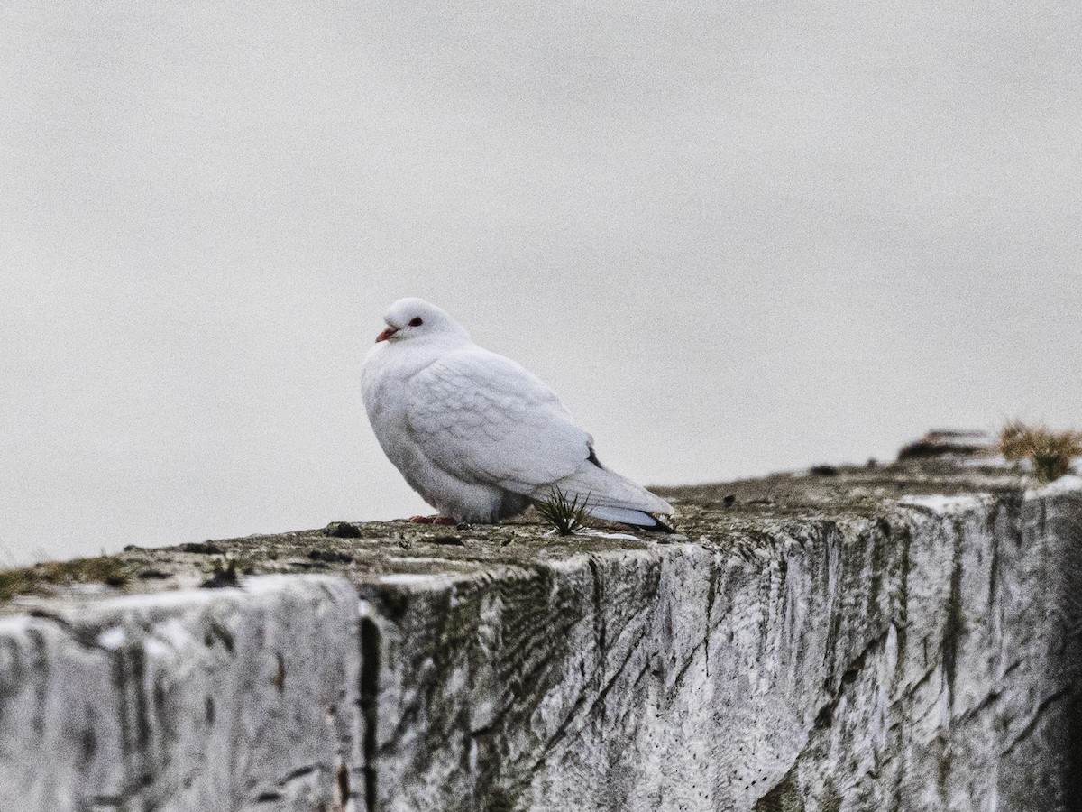 Felsentaube (Straßentaube) - ML646309882