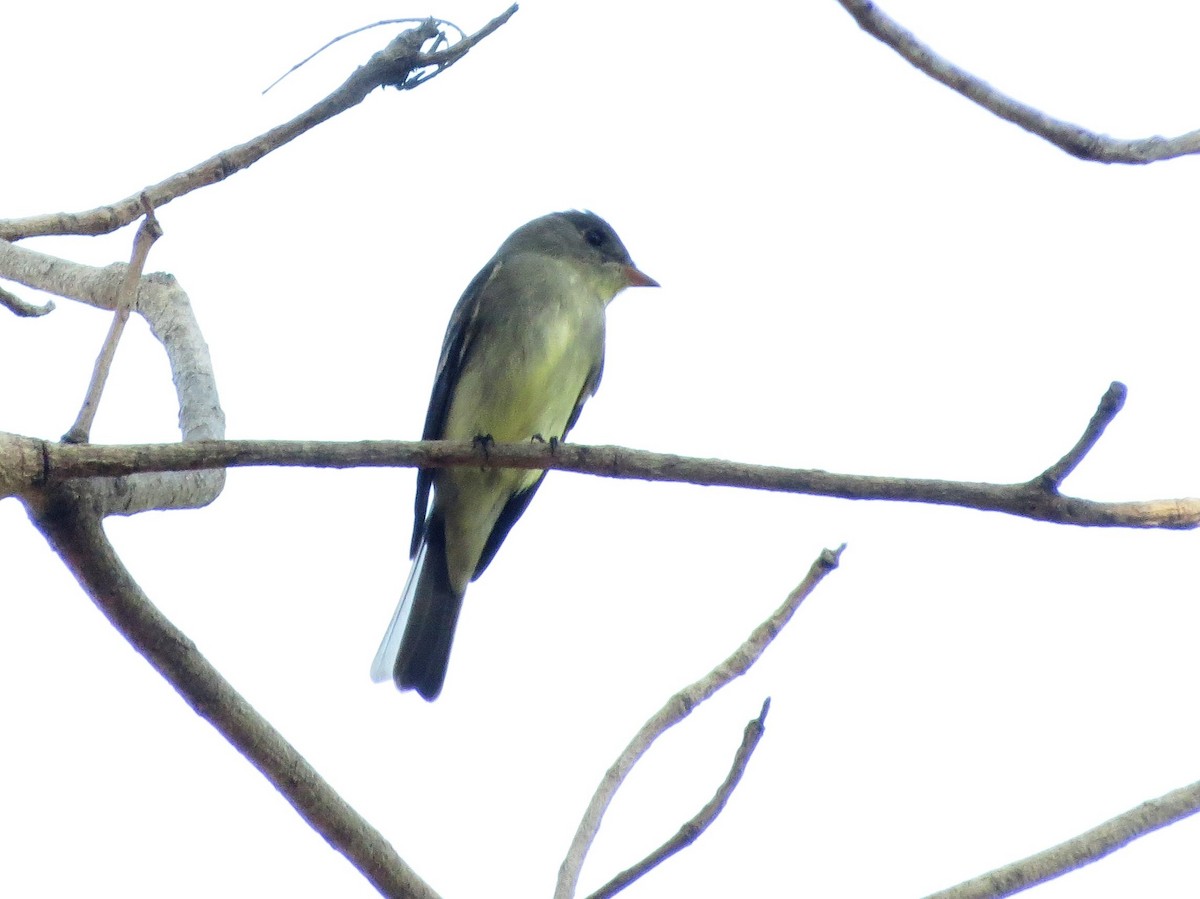 Blasskehl-Schnäppertyrann - ML646309885