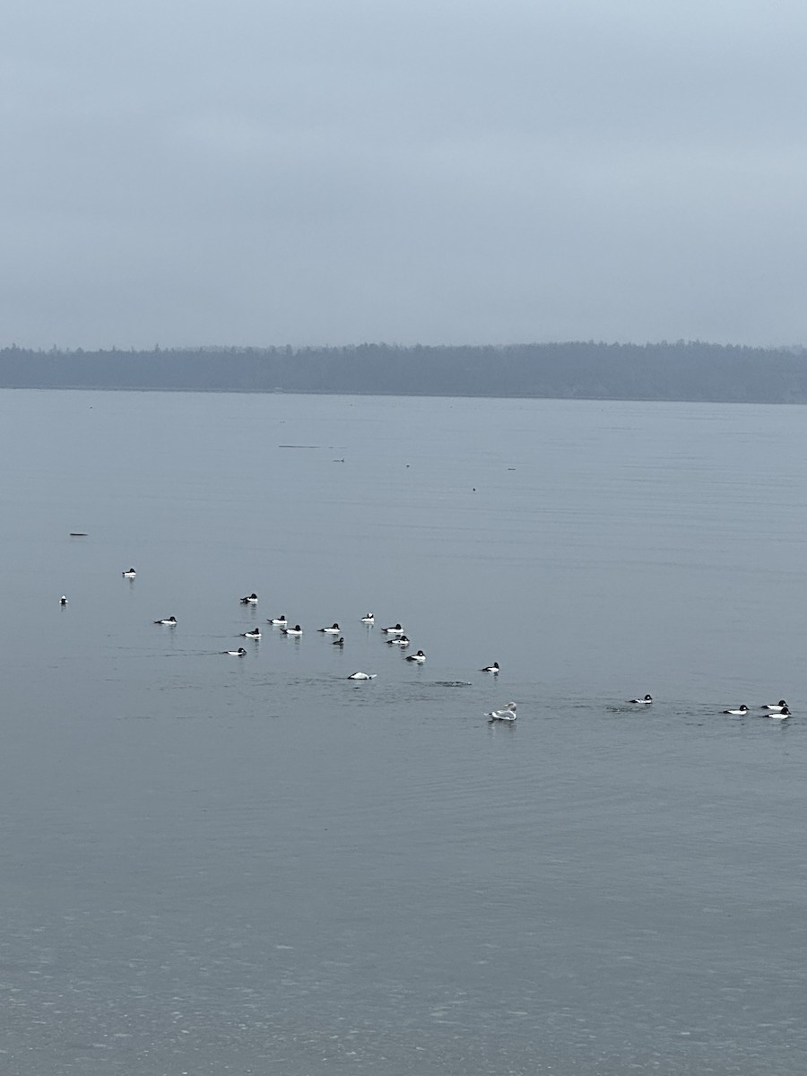 Bufflehead - ML646309888