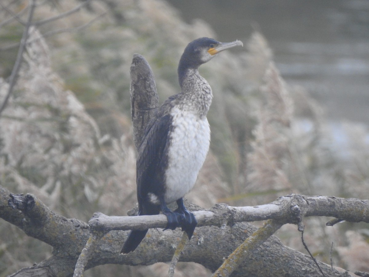 kormorán velký - ML646309889