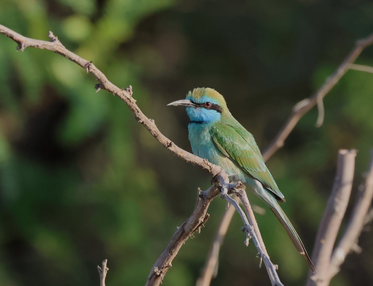 Arabian Green Bee-eater - ML646309890