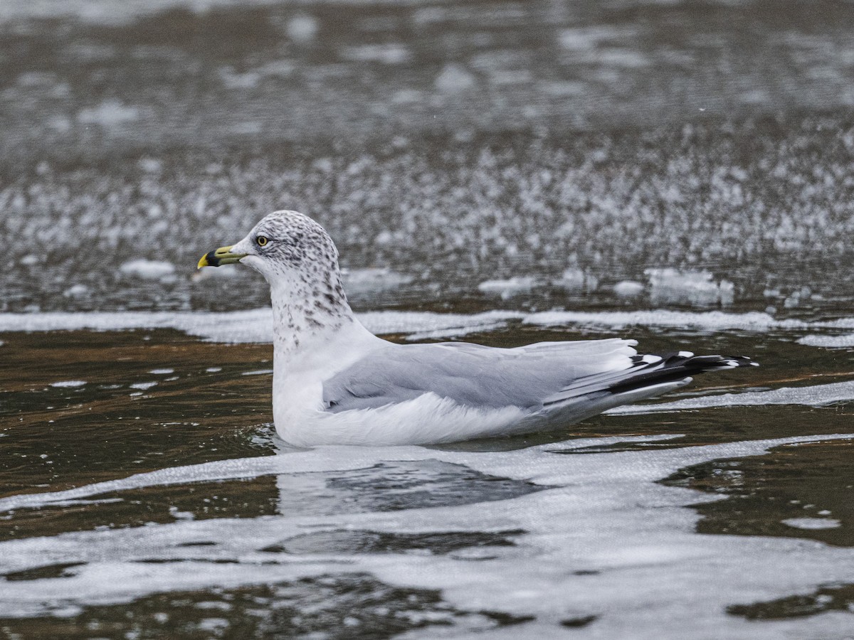 Ring-billed Gull - ML646309893