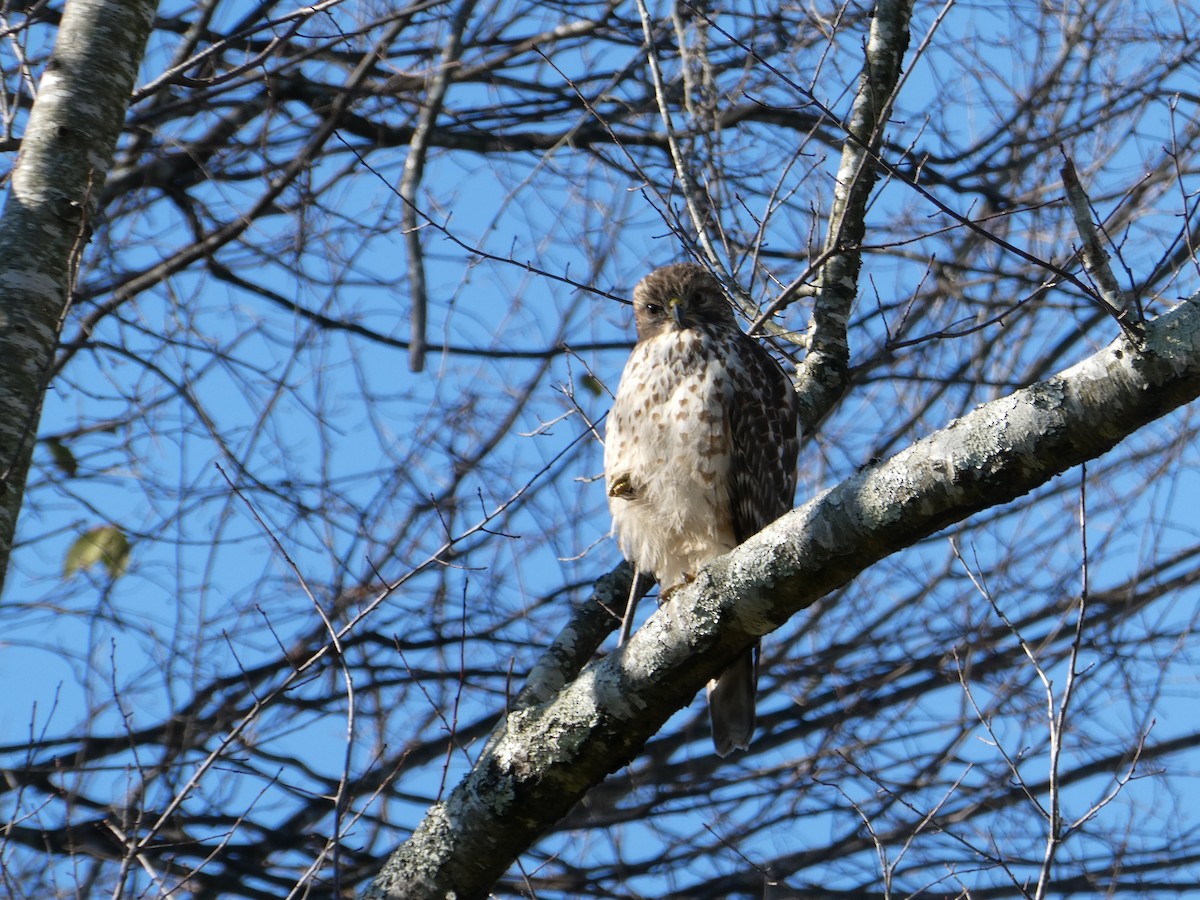 Red-shouldered Hawk - ML646309894