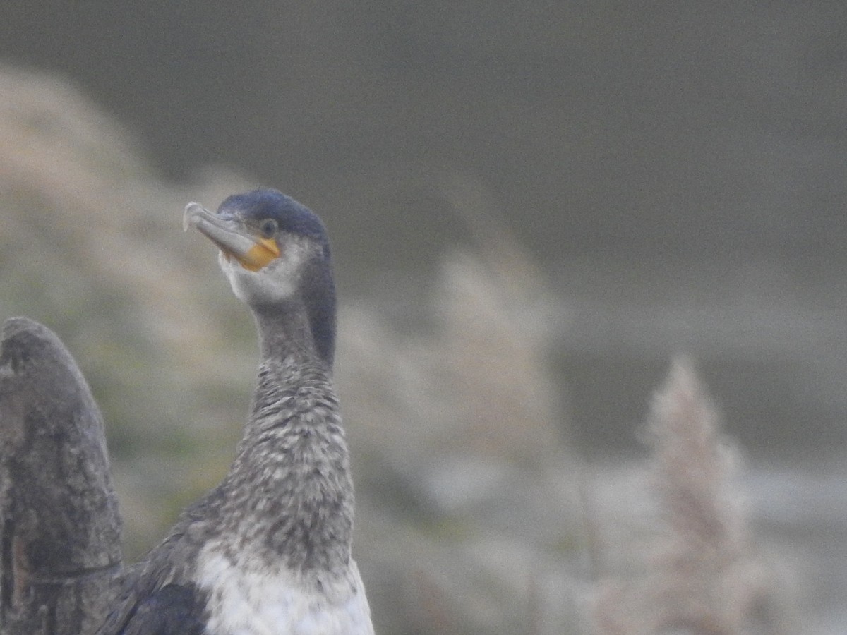 kormorán velký - ML646309895