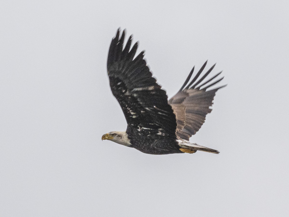 Bald Eagle - ML646309897