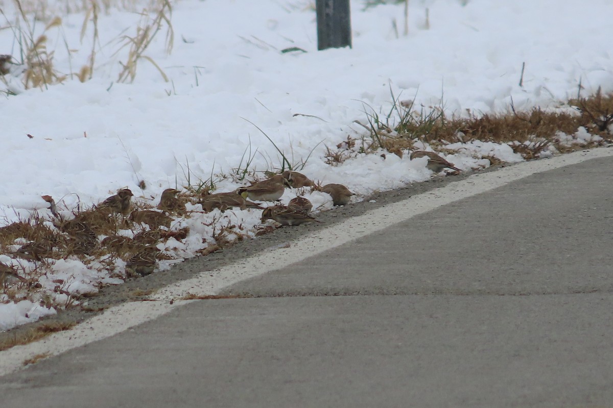 Буулгат хөмрөг - ML646309899