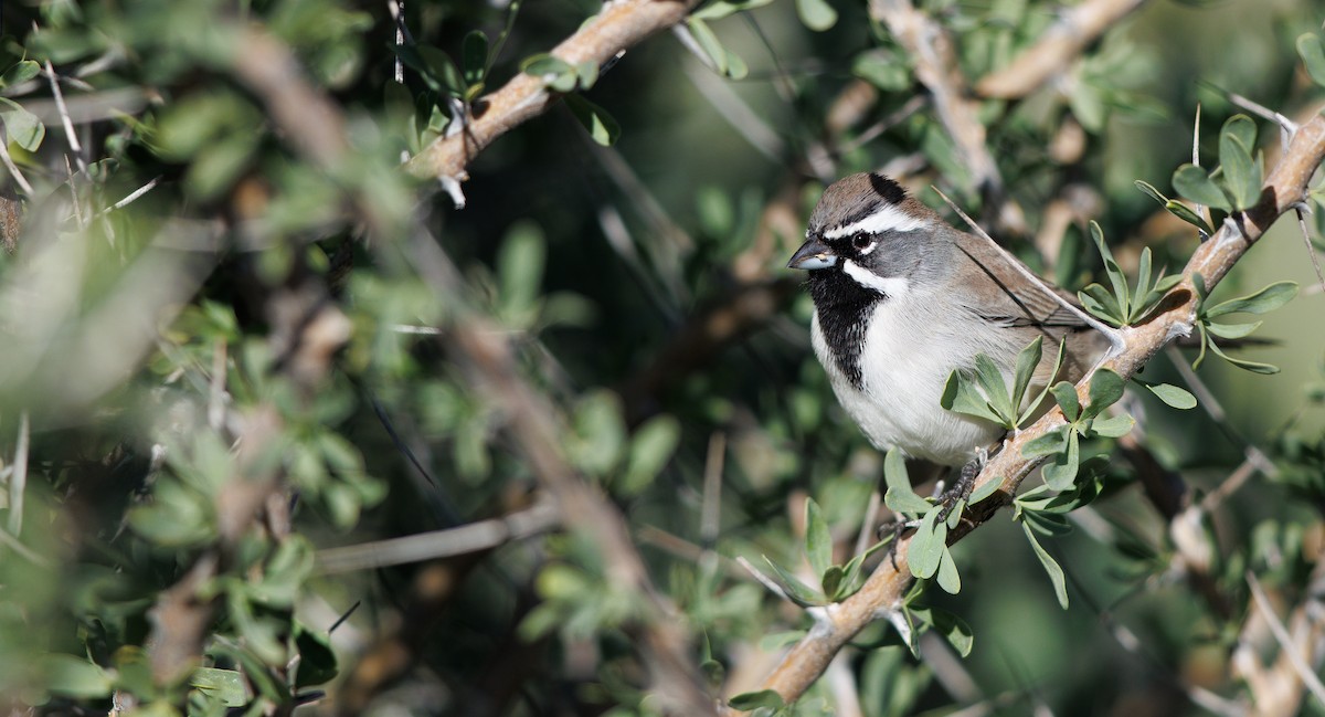 Black-throated Sparrow - ML646309901