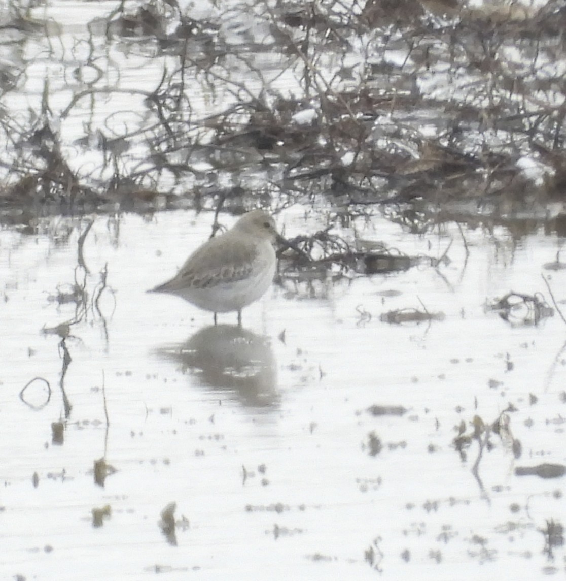 jespák obecný - ML646309904