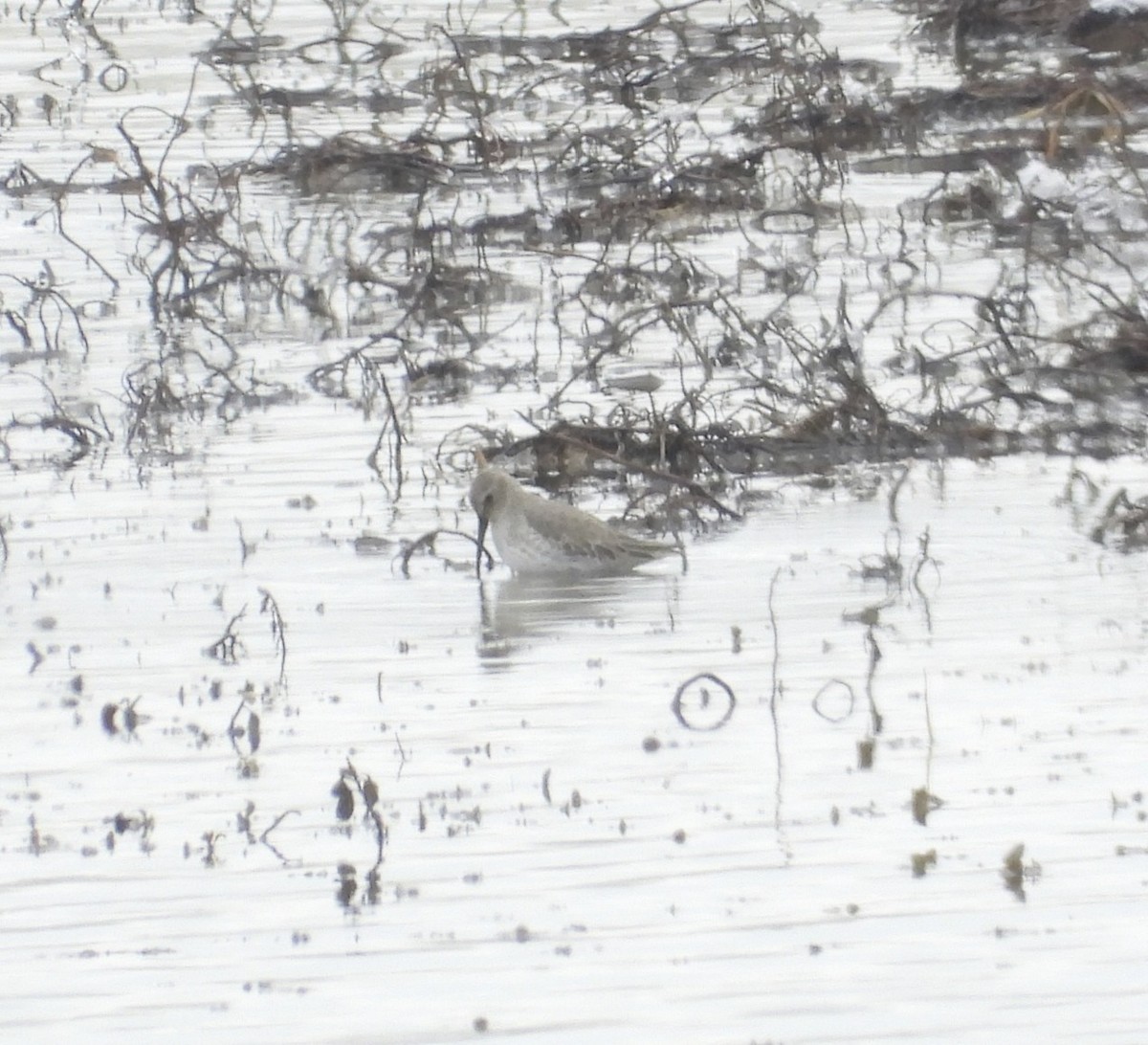 jespák obecný - ML646309905