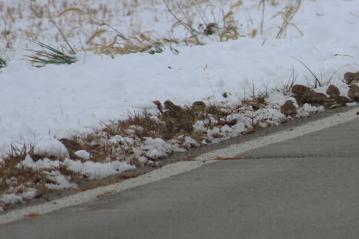 Буулгат хөмрөг - ML646309906