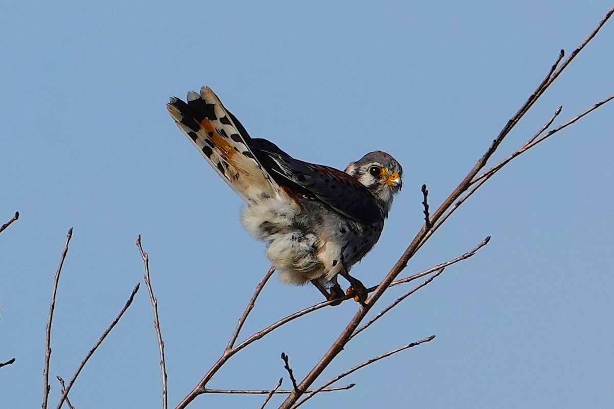 American Kestrel - ML646309907