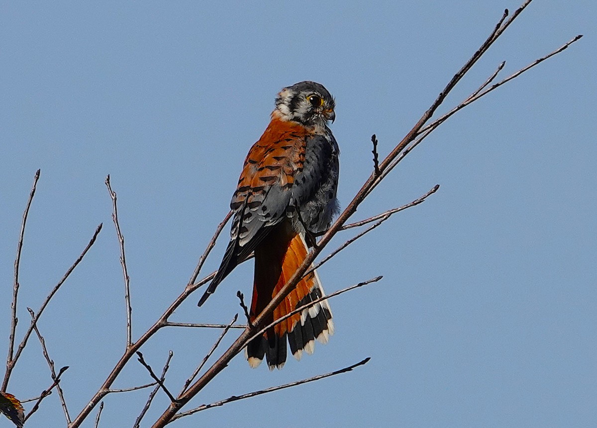 American Kestrel - ML646309908