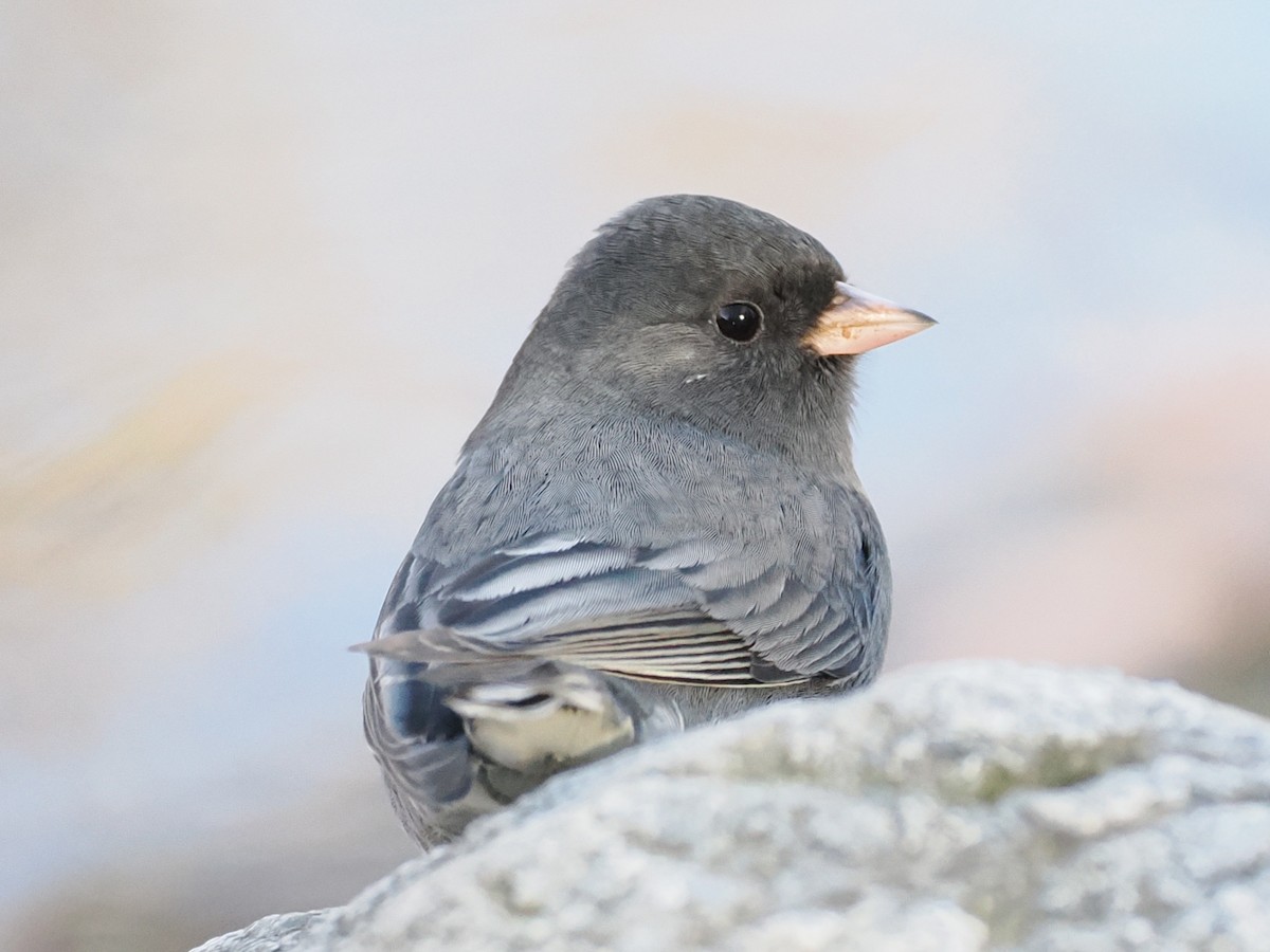 Dark-eyed Junco - ML646309914